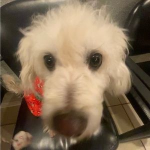 Meet your Posher, Mara